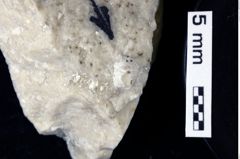 Foto (Detailansicht) von Pithonoton sp. (NHMW-GEO-1990-0041-0263)